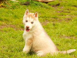 2 chiots Husky de Sibérie LOF à réserver mâle et femelle de février 2026