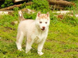 2 chiots Husky de Sibérie LOF à réserver mâle et femelle de février 2026