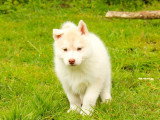 2 chiots Husky de Sibérie LOF à réserver mâle et femelle de février 2026