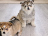 Portée de 3 Pomsky non LOF de janvier 2026 disponibles à la vente