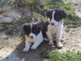 4 chiots Border Collie à vendre