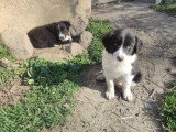 4 chiots Border Collie à vendre