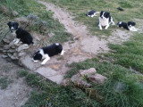 4 chiots Border Collie à vendre