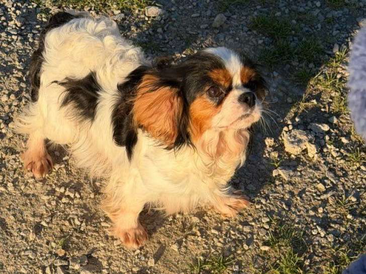 Chienne Cavalier King Charles de 3 ans à vendre (non LOF)
