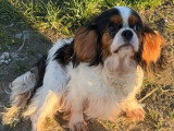 Chienne Cavalier King Charles de 3 ans à vendre (non LOF)