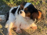 Chienne Cavalier King Charles de 3 ans à vendre (non LOF)