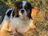 Chienne Cavalier King Charles de 3 ans à vendre (non LOF)