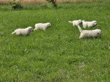 Chiots Berger de Podhale à vendre