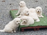 Chiots Berger de Podhale à vendre