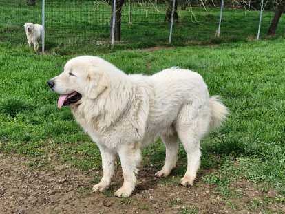 Chiots Berger de Podhale à vendre