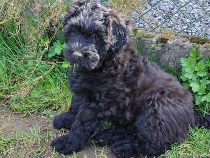Chiot mâle Bouvier des Flandres à vendre