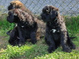 Chiot mâle Bouvier des Flandres à vendre