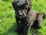 Chiot mâle Bouvier des Flandres à vendre