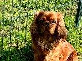 Très belle femelle Cavalier King Charles à vendre