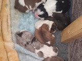 Chiots Border Aussie à vendre