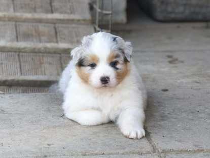 Chiots Berger Australien LOF à vendre