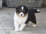 Chiots Berger Australien LOF à vendre