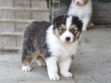 Chiots Berger Australien LOF à vendre