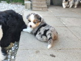 Chiots Berger Australien LOF à vendre