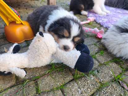 Chiots Berger Australien LOF à vendre