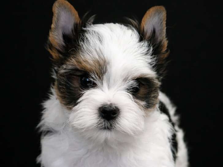 Chiot femelle Biewer Yorkshire à vendre