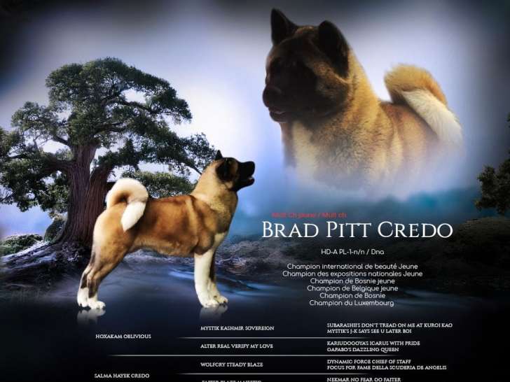 Saillie Akita Américain LOF mâle Champion Zeus Credo