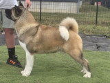 Saillie Akita Américain LOF mâle Champion Zeus Credo