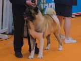Saillie Akita Américain LOF mâle Champion Zeus Credo
