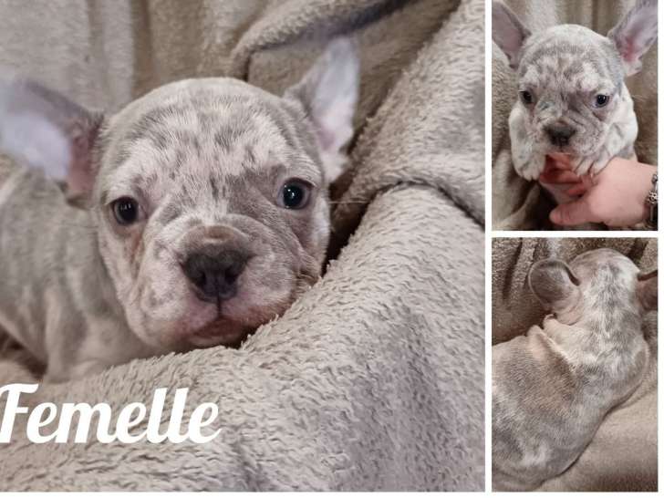 2 chiots Bouledogue Français non LOF nés en janvier 2026 à vendre