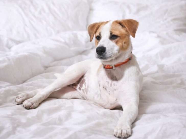 Alona, chiot femelle à adopter en association