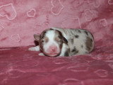 2 chiots femelles Berger Australien non LOF à réserver merle rouge et tricolore