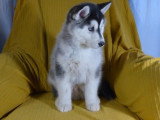 Chiot Pomsky mâle à vendre non LOF né en janvier 2026