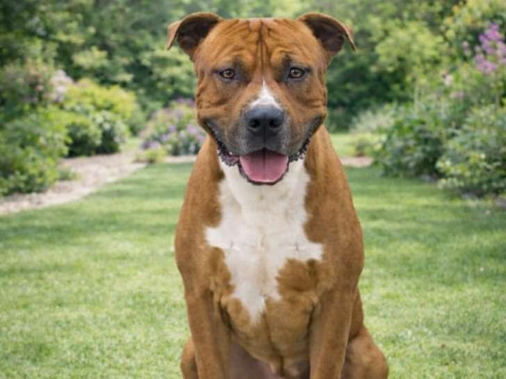 Philéas, croisé Amstaff décatégorisé à adopter en association