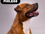 Philéas, croisé Amstaff décatégorisé à adopter en association