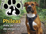 Philéas, croisé Amstaff décatégorisé à adopter en association