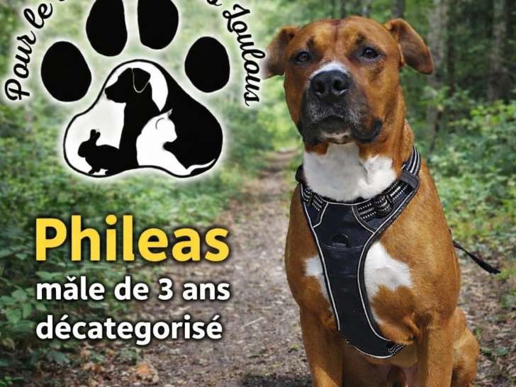 Philéas, croisé Amstaff décatégorisé à adopter en association