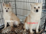 2 chiots femelles Pomsky non LOF aux yeux bleus nées en novembre 2025 à vendre