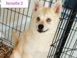 2 chiots femelles Pomsky non LOF aux yeux bleus nées en novembre 2025 à vendre