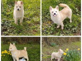 2 chiots femelles Pomsky non LOF aux yeux bleus nées en novembre 2025 à vendre