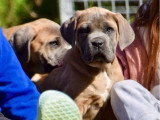 Chiot Cane Corso mâle froment masque gris LOF à vendre