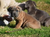 Chiot Cane Corso mâle froment masque gris LOF à vendre