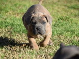 Chiot Cane Corso mâle froment masque gris LOF à vendre