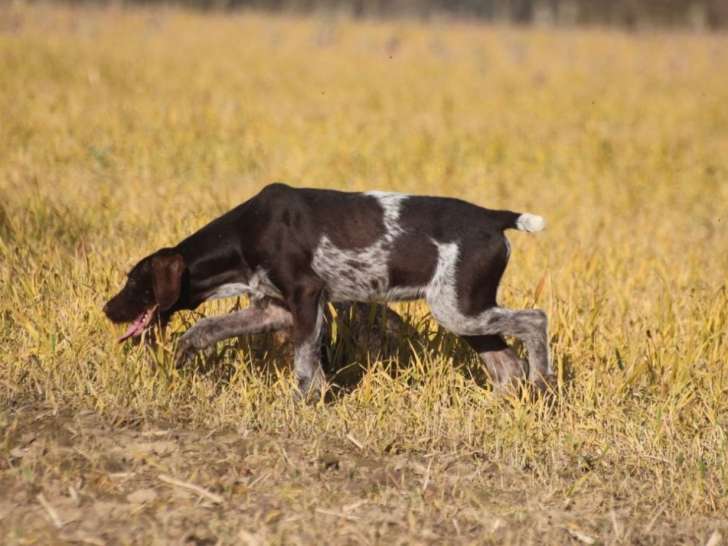 3 chiots mâles Chien d'Arrêt Allemand à Poil Dur LOF à vendre