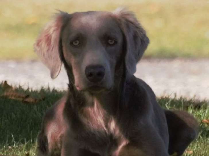 Chien Braque de Weimar poils longs LOF mâle à vendre