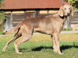 Chien Braque de Weimar poils longs LOF mâle à vendre