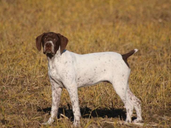 4 Braques Français type Pyrénées LOF nés en octobre 2025 à vendre