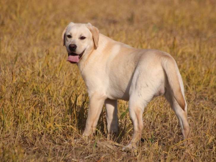 2 chiots Retriever du Labrador mâles LOF nés en juin 2025 disponible à l'achat