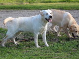 2 chiots Retriever du Labrador mâles LOF nés en juin 2025 disponible à l'achat