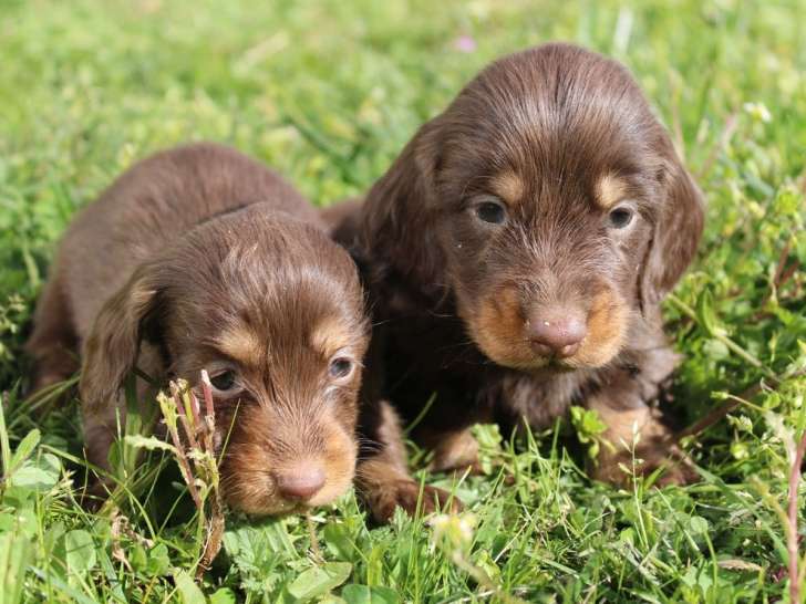 Portée de 4 chiots Teckels Standard poils longs LOF nés en février 2026 à réserver