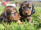 Portée de 4 chiots Teckels Standard poils longs LOF nés en février 2026 à réserver